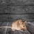 Escondido Mice and Rat Control by Roka Pest Management
